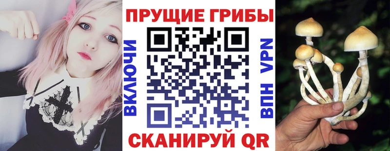Псилоцибиновые грибы Cubensis Новоалександровск